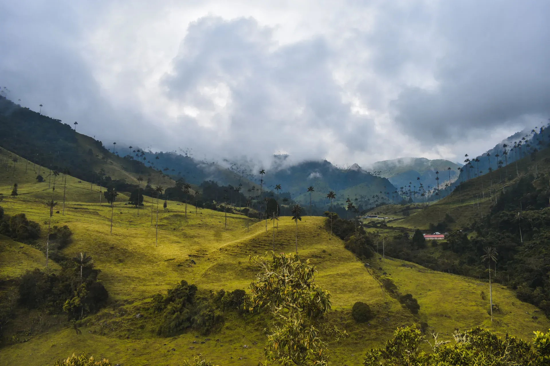 Cocora Valley