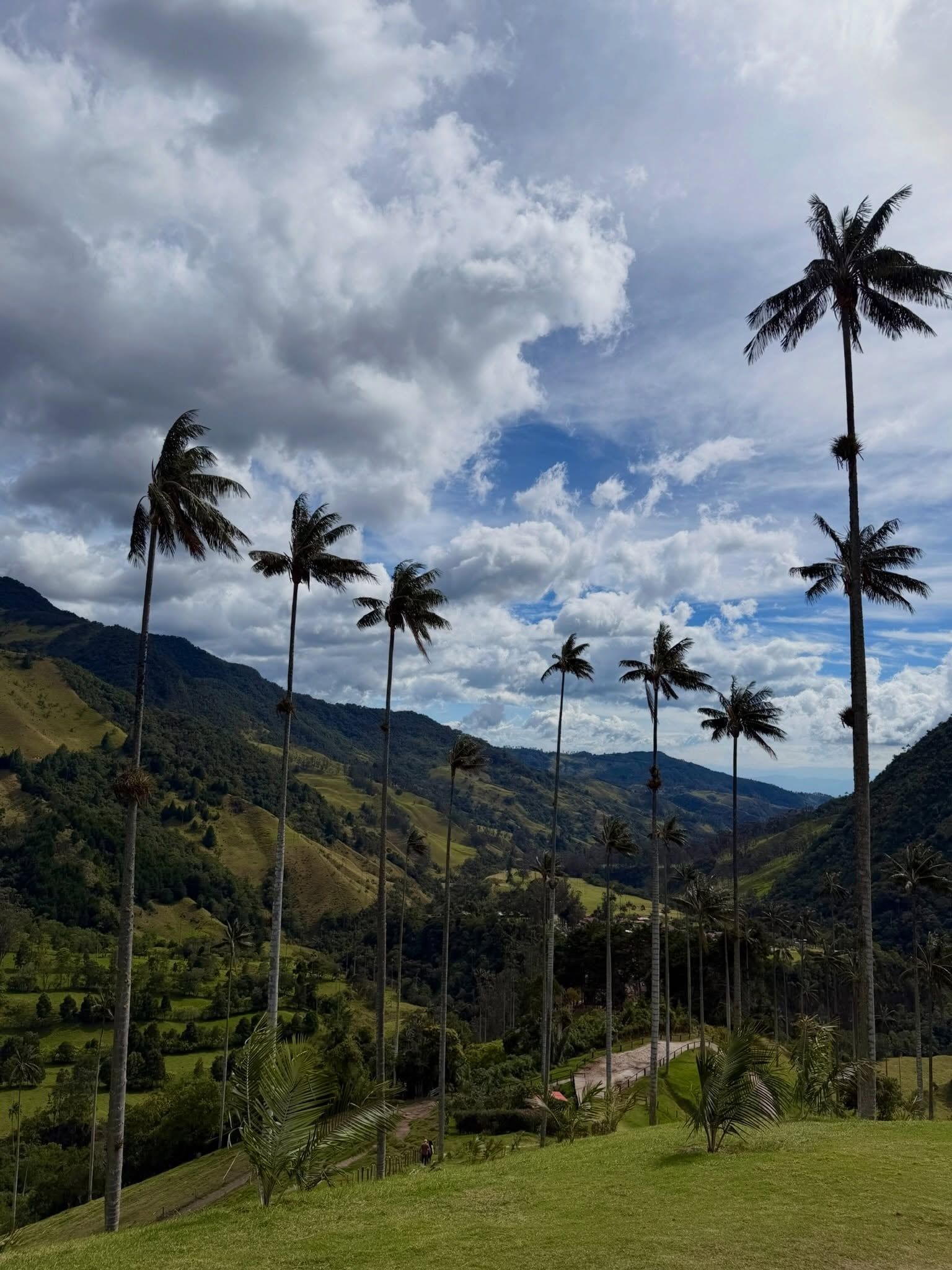Cocora Valley view