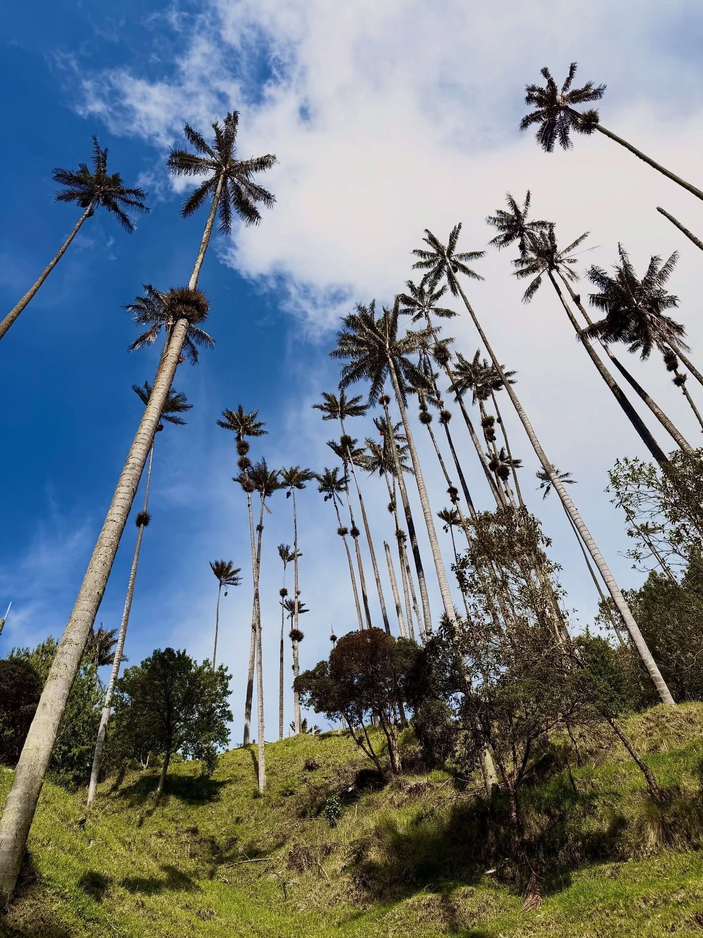 Cocora Valley view
