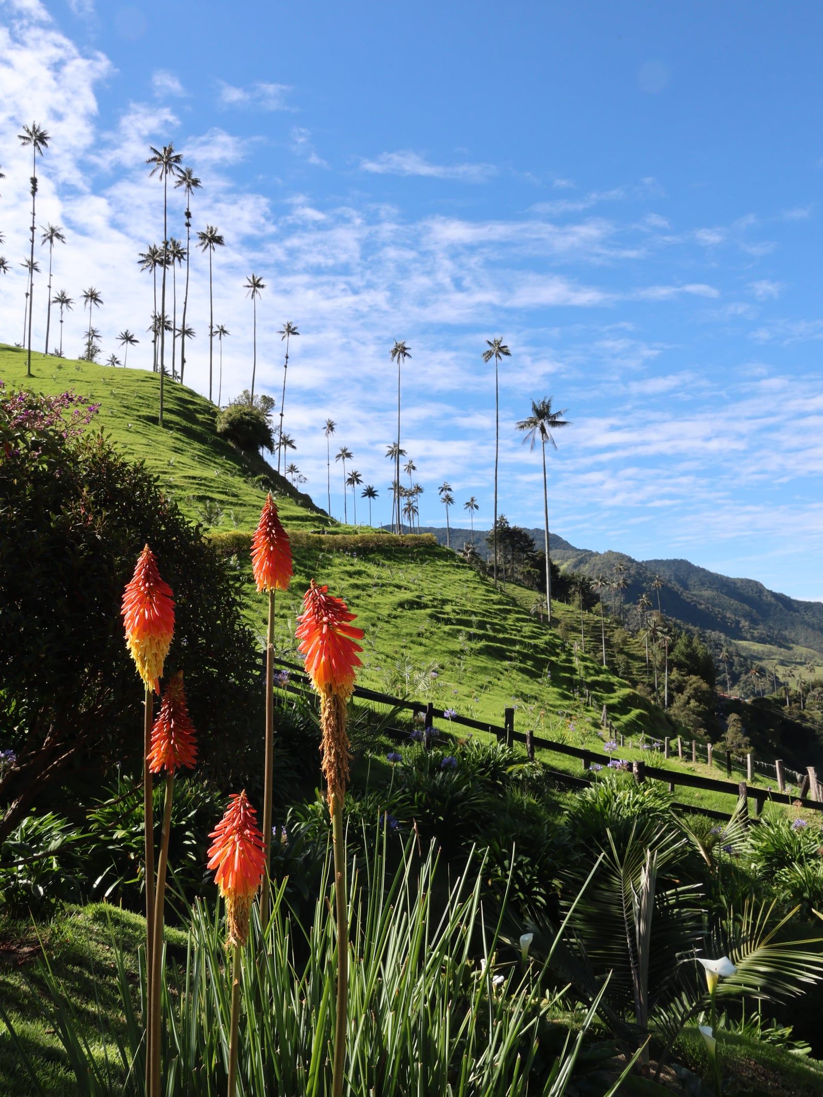 Cocora Valley view